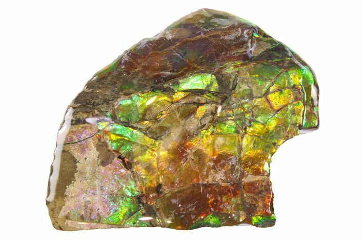 Iridescent Ammolite (Fossil Ammonite Shell) - Alberta #265130